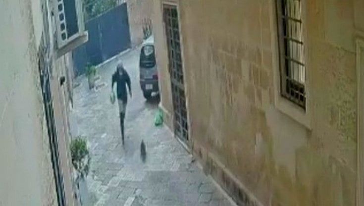 Lecce, uccide a calci un gatto randagio. Fermato il responsabile che confessa. Il sindaco: "Atto brutale"