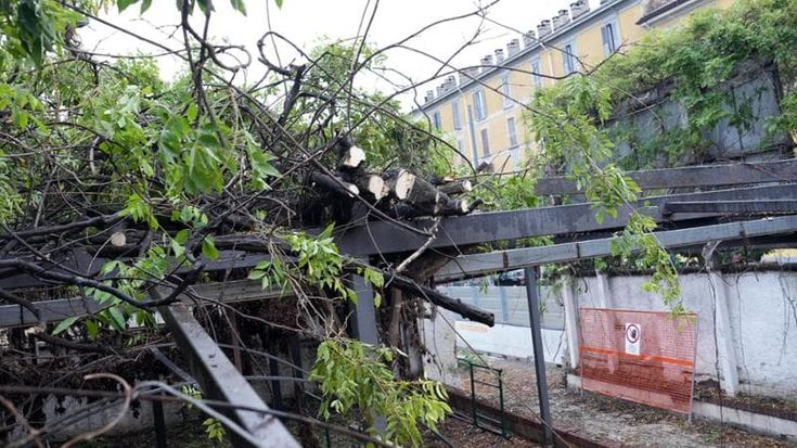 Glicine storico di piazzale Baiamonti, ripartono i lavori nel cantiere: si infiamma la protesta dei comitati