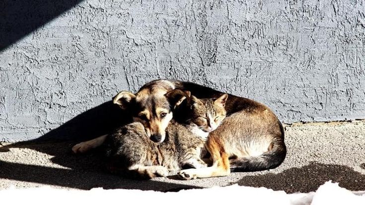 L’abbandono degli animali domestici: sono circa 130.000, tra cui 80.000 cani e 50.000 gatti