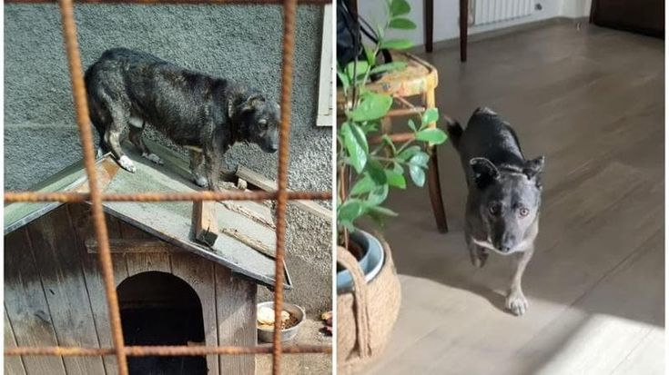 Chiuso in un recinto girava per ore su sé stesso: il cane Flash rinasce con una nuova famiglia