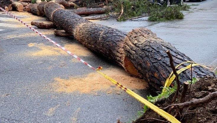 Maltempo Roma, allagamenti e alberi caduti a Corso Trieste e Villa Sciarra. Pontina bloccata, disagi per i pendolari