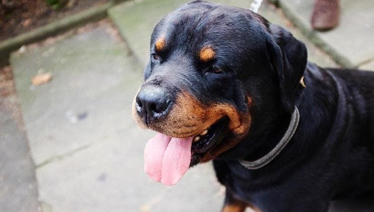 Bambina di 12 anni aggredita in strada da un rottweiler dopo lite con la proprietaria: è in ospedale
