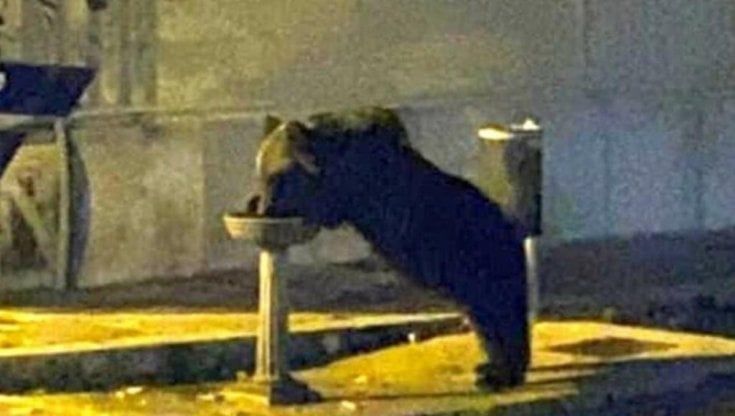 L'orso Juan Carrito torna libero sulla Maiella