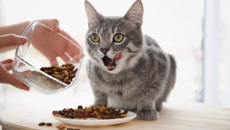 Il cibo migliore per i gatti ? È prodotto Traversetolo