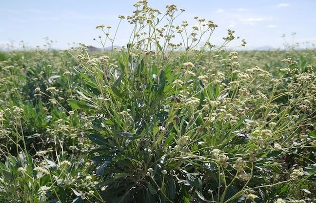 Pneumatici di gomma naturale, la svolta ecofriendly