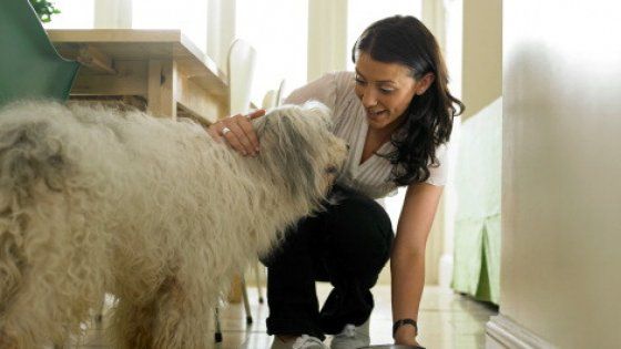 Possibile chiedere l’affidamento del cane? Il Tribunale dice "no"
