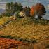 Agricoltura, è il vino (più 29 per cento) a trainare il settore in Piemonte, crescono gli addetti, ma continua la crisi del latte 