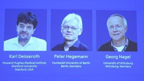 Il Nobel per la Medicina 2026 a Delsseroth, Hegemann e Nagel per l'optogenetica: l'annuncio