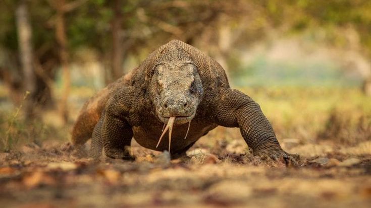 Indonesia tra isole della Sonda e natura