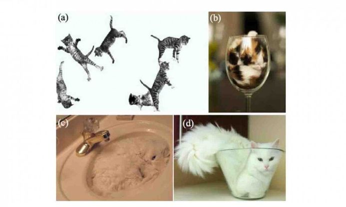 IgNobel 2017, dal pipistrello vampiro alle orecchie degli anziani: i premi più folli della scienza