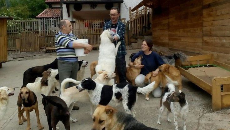 Ucraina, l'italiano bloccato a nord di Kiev non lascia il rifugio con i suoi animali. Farnesina: " Faremo arrivare cibo e farmaci"