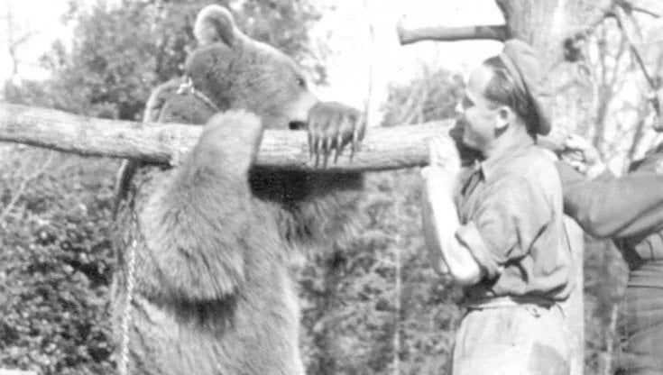 L’orso soldato 