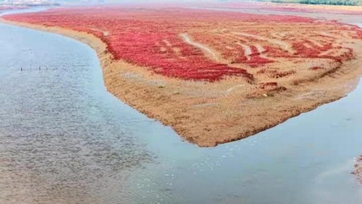 In Cina lo spettacolo della spiaggia rossa