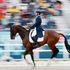 Il cavallo si morde un labbro e perde sangue: Portale è fuori dalle Olimpiadi