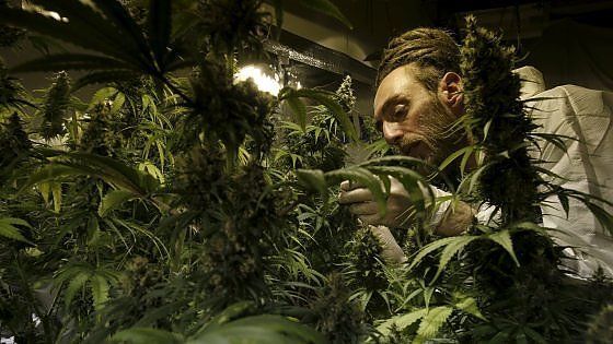 Meno tasse con la cannabis legale: un affare da 44 miliardi di dollari