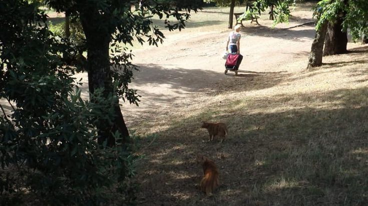 Addio a Franca, la donna dei gatti di Villa Pamphili: “Li sfamava e curava senza chiedere nulla”