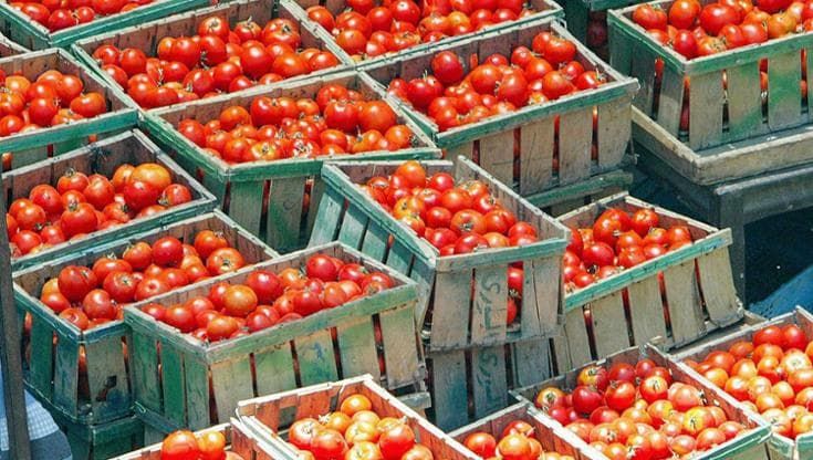 Pomodori, fornitura quasi dimezzata dal caldo: rincari tra 25 e 28%