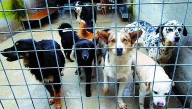 Palermo, intitolato al sindaco animalista Insalaco il canile municipale