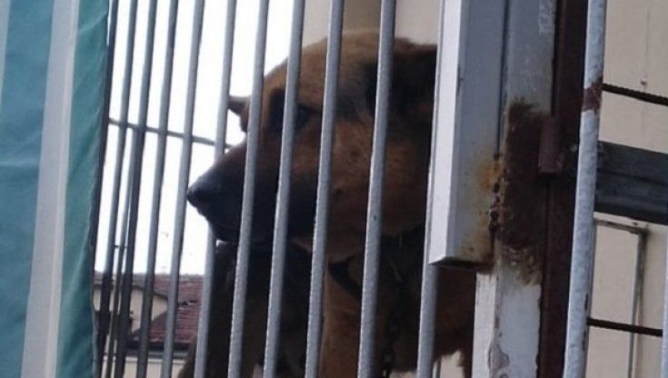 Liberato un pastore tedesco recluso su un balcone sotto il sole