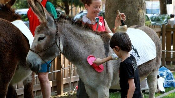 Parma, all'ospedale dei Bambini arriva la pet therapy con gli asini 