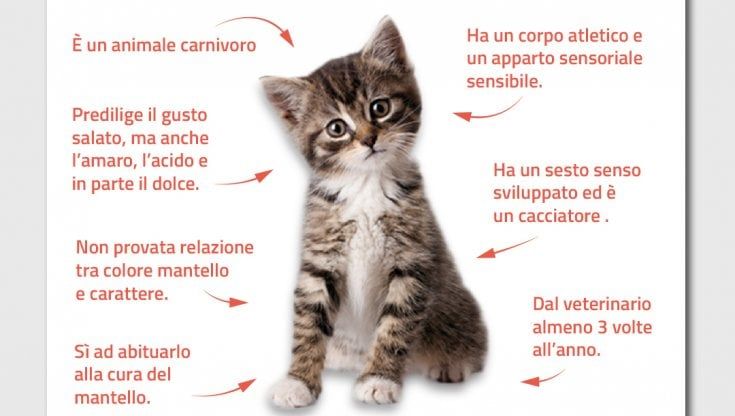 Giornata nazionale del gatto: micio mio quanto mi costi