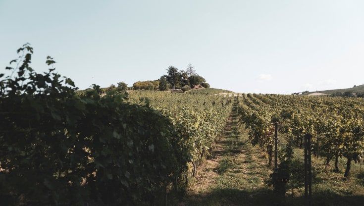 “Ideale”, la Barbera che ti fa ricordare perché a tavola i nostri nonni la bevevano
