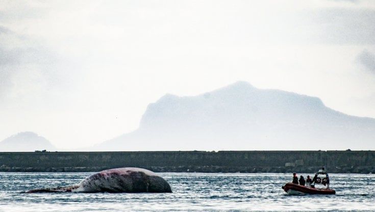 Balenottera morta a Sorrento, "è la più grande del Mediterraneo"