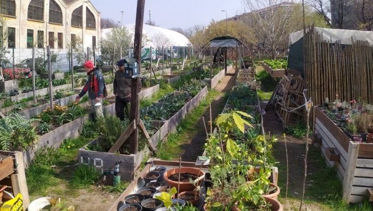 Orti urbani, dal Corvetto a Baggio si moltiplicano le aree recuperate con ortaggi e frutta