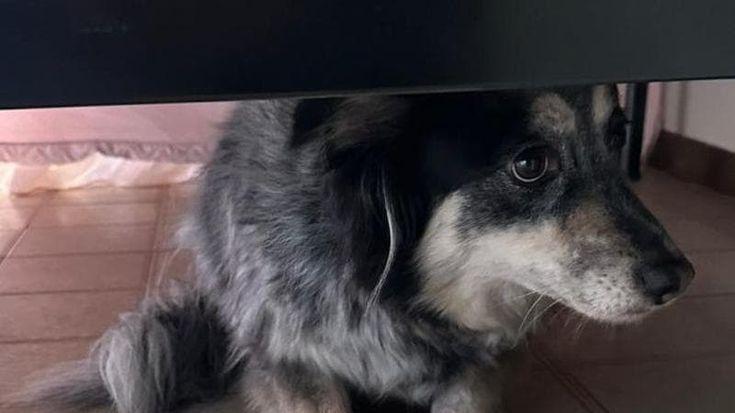 Acquaviva, incendio all'alba distrugge un appartamento: i vigili del fuoco mettono in salvo un cane nascosto sotto il letto
