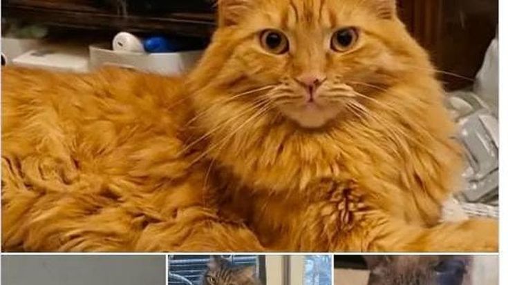Ostia, la casa di Alessia distrutta dalla bomba: la ricerca disperata dei suoi quattro gatti