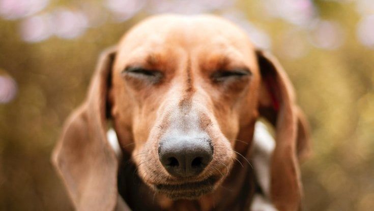 Se il cane abbaia di notte i vicini vanno risarciti. La decisione della Cassazione