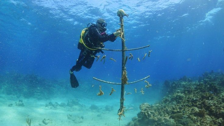 Cuba, il corallo ripiantato nei vecchi tubi idraulici in plastica. Così il reef sta tornando a vivere