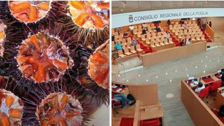 Dai ricci alle luminarie, dalle ronde ai lampascioni: 250 progetti di legge in stand-by in Puglia. La maggior parte non arriva mai in aula