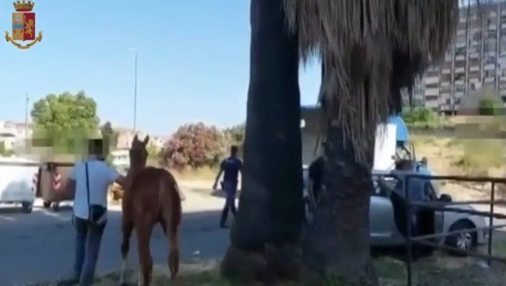 Catania, il fantino col reddito di cittadinanza: incastrato dal video durante una corsa clandestina