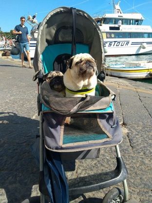Ischia, turisti in vacanza con il carrozzino per due carlini