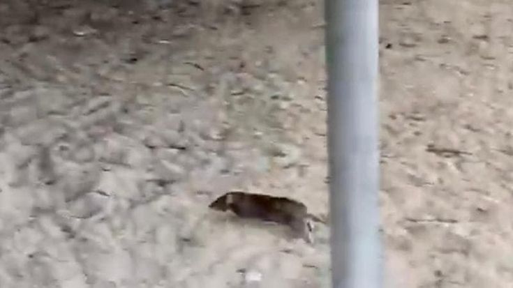 Bari, un topo in spiaggia tra i bagnanti: "Incontri ravvicinati del terzo tipo a Pane e pomodoro"