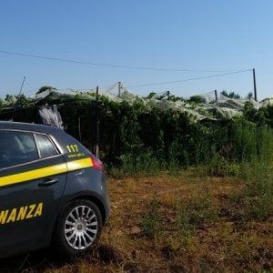 Trapani, quattro vendemmiatori in nero: sanzioni per il proprietario del vigneto