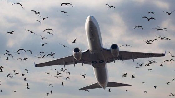 Catania, stormo di uccelli in volo: voli dirottati su Palermo