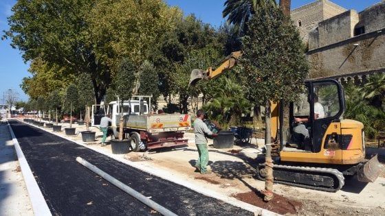 Bari, ecco i nuovi lecci nel giardino del castello svevo: prendono il posto dei pini abbattuti