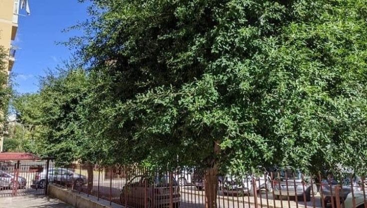 Nel quartiere Villatasca gli alberi non vengono potati da tre anni