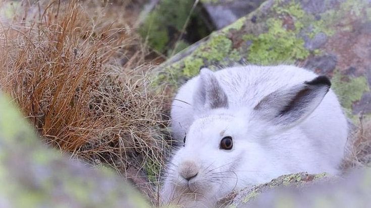 La lepre bianca in fuga dal clima che cambia sulle Alpi