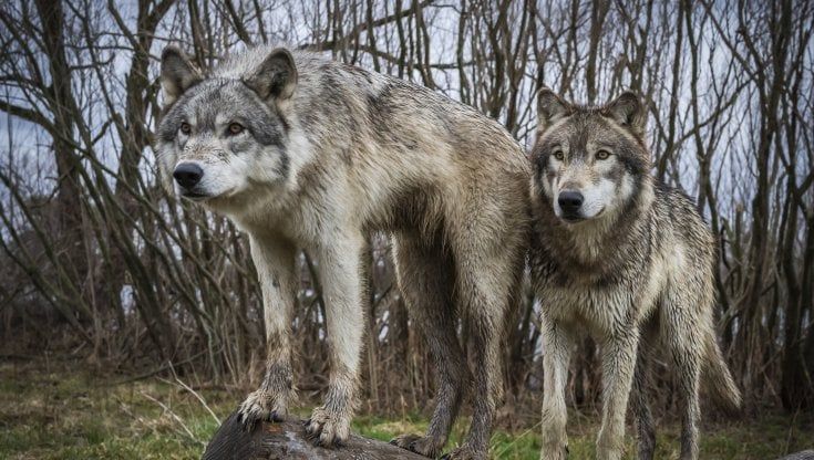 Il filosofo Morizot: "Vi spiego perché alberi e lupi sono nostri parenti. Io ci ho parlato"