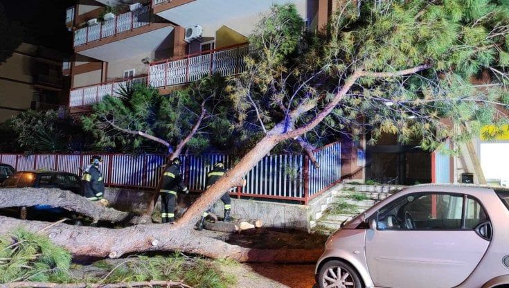 Bari, grosso pino cade a Poggiofranco: tragedia sfiorata in via Papa Innocenzo XII