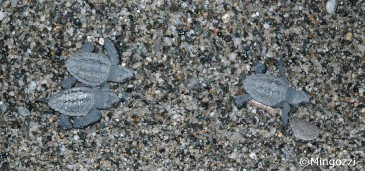 &Egrave; la Calabria la culla italiana preferita della Caretta caretta