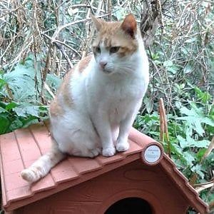 Un villaggio felino per la colonia della Floridiana