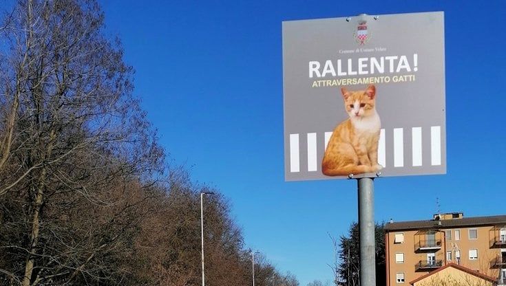 "Attraversamento gatti, rallenta": in Brianza i cartelli stradali per proteggere i mici di una colonia felina