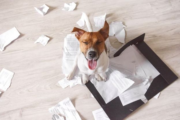 Dogo Argentino e Rottweiller: i cani più costosi da assicurare