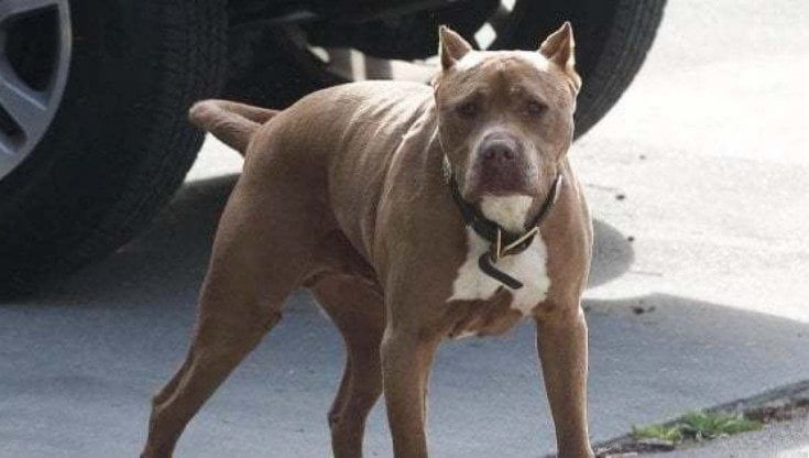 Animale a chi, cane malnutrito ed esposto a freddo e pioggia: denunciata una donna