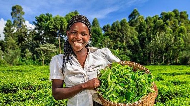 Agricoltura, i progetti della FAO per renderla sostenibile e resiliente per un milione di persone