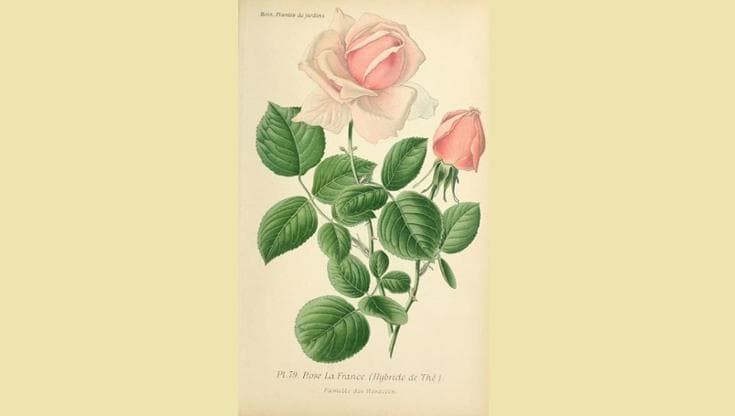La prima rosa? Un fiore borghese. La rivoluzione verde dei vivai